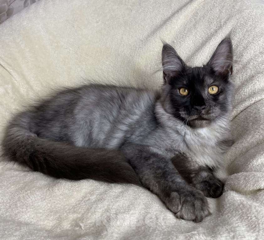 Кошки в Дмитрове: Черный дымчатый мальчик мейн кун Vitas Мальчик, 40 000 руб. - фото 5