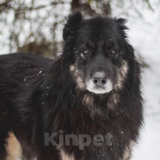 Собаки в Москве: Маша Девочка, Бесплатно - фото 1