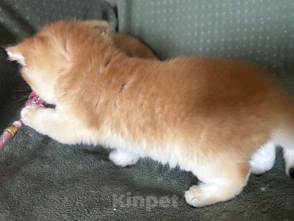 Кошки в Москве: Золотая шиншилла Девочка  Девочка, 50 000 руб. - фото 5