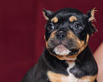 Собаки в Обнинске: Кобели булли черный триколор Мальчик, 150 000 руб. - фото 1