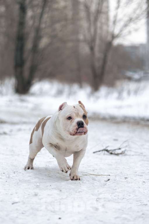 Собаки в Воронеже: Американский булли вязка Мальчик, 80 000 руб. - фото 2