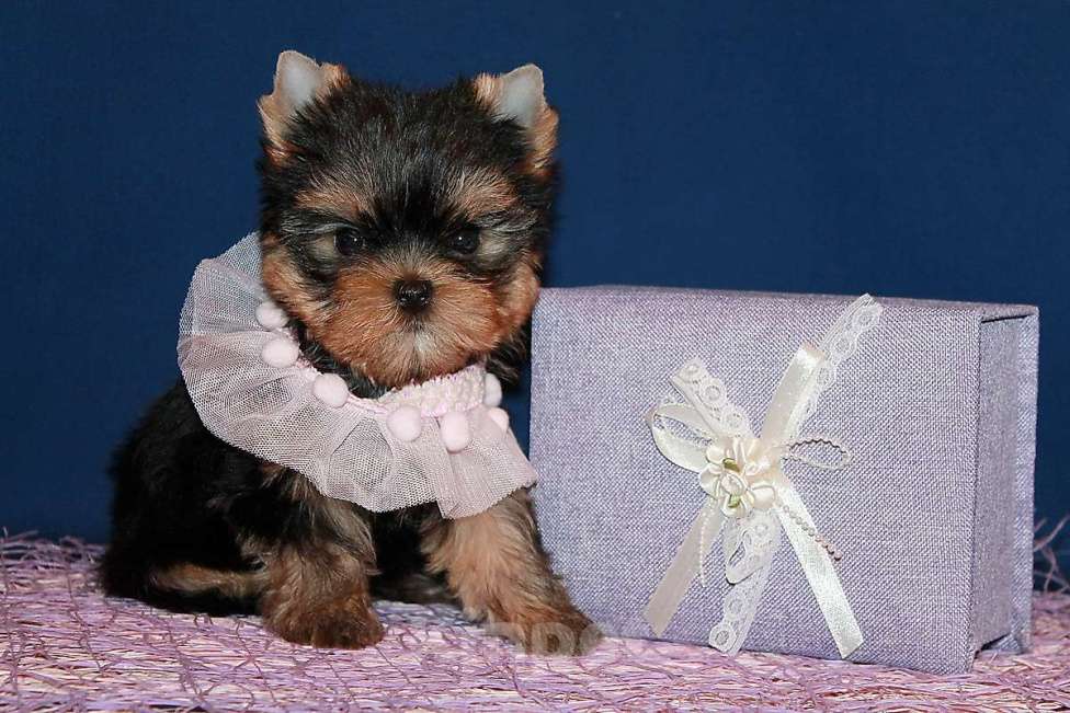 Собаки в Москве: Небольшая девочка, Яркая красотка. Девочка, 130 000 руб. - фото 4