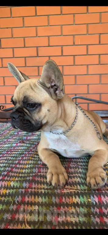 Собаки в Волгодонске: Щенок французского бульдога Мальчик, 25 000 руб. - фото 2