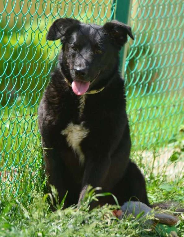 Собаки в Санкт-Петербурге: Герда в поисках самого верного друга. Девочка, Бесплатно - фото 2