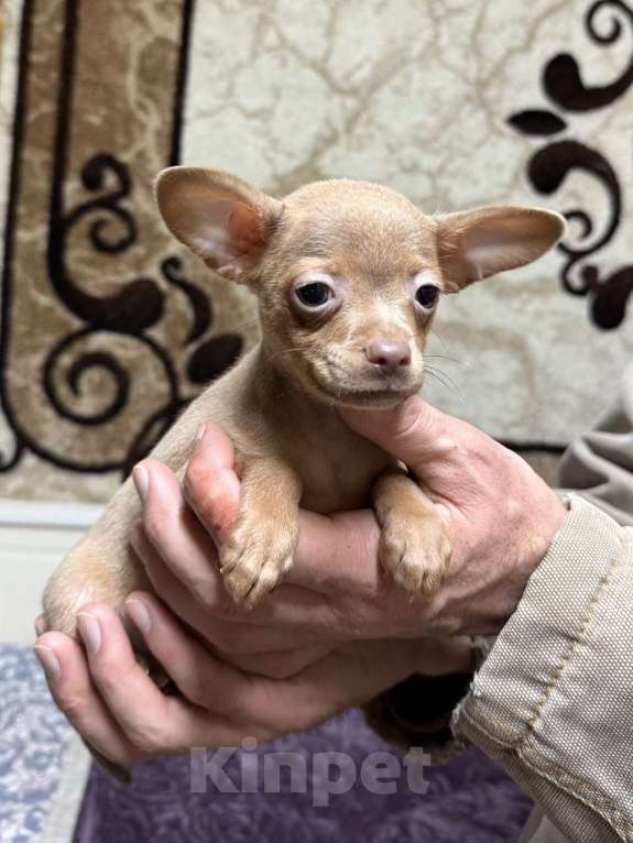 Собаки в Жуковском: Очаровательный мини мальчик тоя Мальчик, 45 000 руб. - фото 2