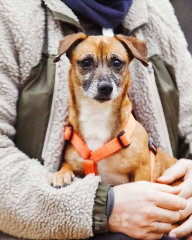 Собаки в Москве: Я Марго :) Девочка, Бесплатно - фото 6