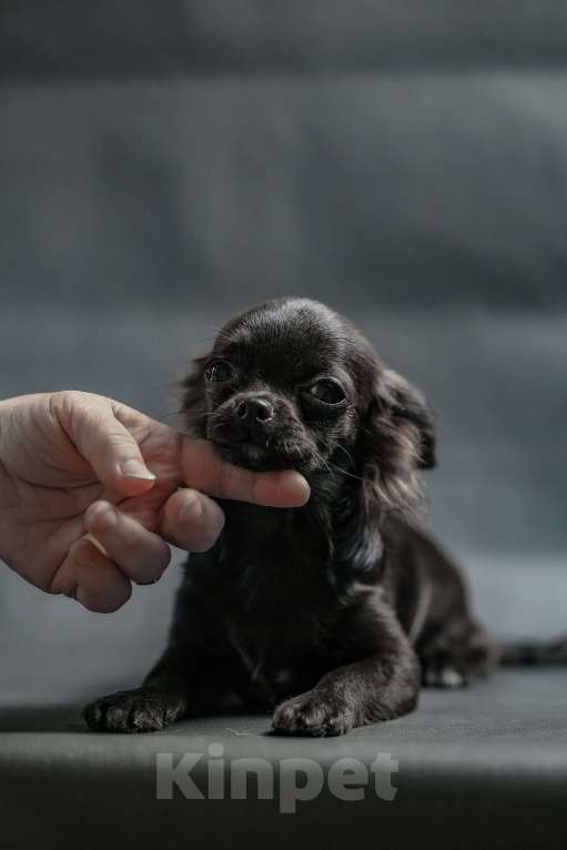 Собаки в Новосибирске: Щенок Чихуахуа  Мальчик, 60 000 руб. - фото 1