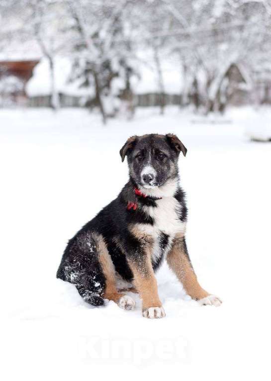 Собаки в Балашихе: щенок девочка была выкинула в чистом поле. Девочка, Бесплатно - фото 1