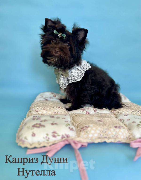 Собаки в Сосновом Бору: Девочка шоко йорка Нутелла Девочка, 50 000 руб. - фото 3