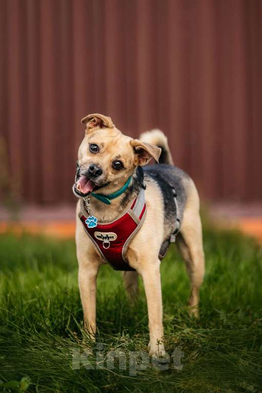 Собаки в Москве: Чихуахуа Чупик в добрые руки Мальчик, 1 руб. - фото 3