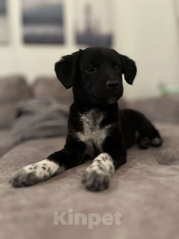 Собаки в Белом Калитве: Малышка в семью Девочка, Бесплатно - фото 5