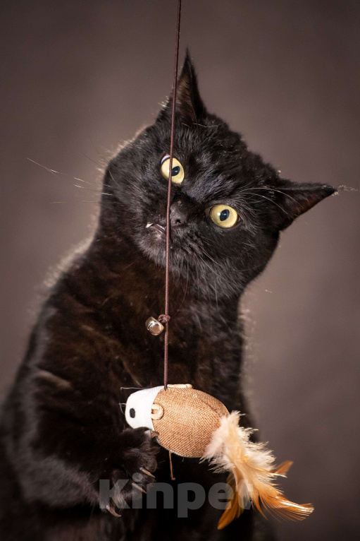 Кошки в Клине: Кэш - красавец-кот Мальчик, Бесплатно - фото 2