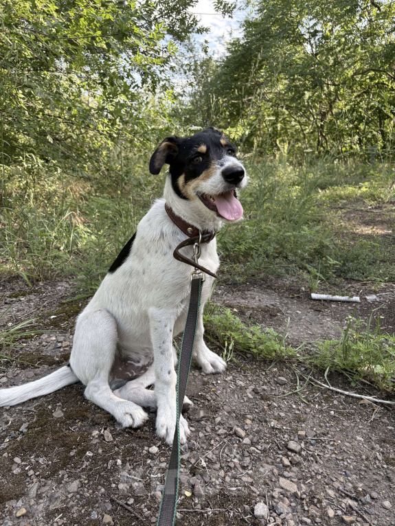 Собаки в Ростове-на-Дону: Щенок в добрые руки Мальчик, Бесплатно - фото 2