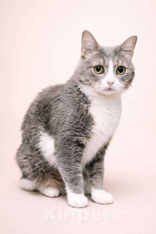 Кошки в Москве: Чикуля Девочка, Бесплатно - фото 4