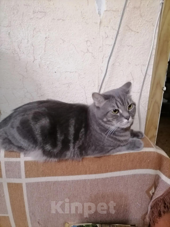 Кошки в Химках: Котика отдам Мальчик, Бесплатно - фото 1