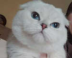 Кошки в Грозном: Котята Мальчик, 30 000 руб. - фото 1