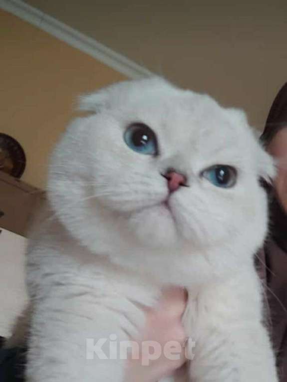 Кошки в Грозном: Котята Мальчик, 30 000 руб. - фото 1