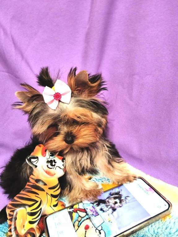 Собаки в Москве: Йоркширский терьер мини девочка Девочка, 80 000 руб. - фото 3