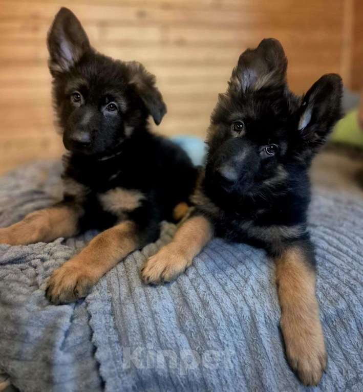 Собаки в других городах Московской области: Немецкая овчарка длинношёрстная Девочка, 55 000 руб. - фото 1