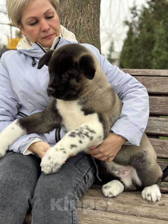 Собаки в Волгодонске: Мальчик Американская Акита  Мальчик, 120 000 руб. - фото 2