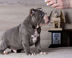 Собаки в Королеве: Американский булли стандарт Мальчик, 200 000 руб. - фото 3
