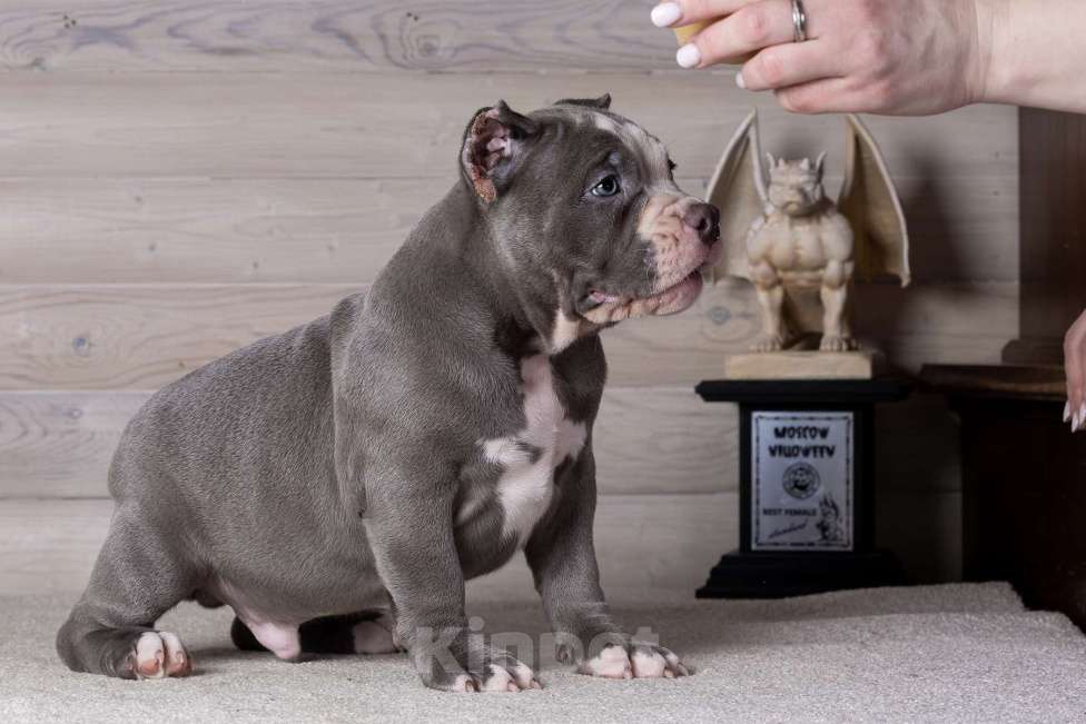 Собаки в Королеве: Американский булли стандарт Мальчик, 200 000 руб. - фото 3