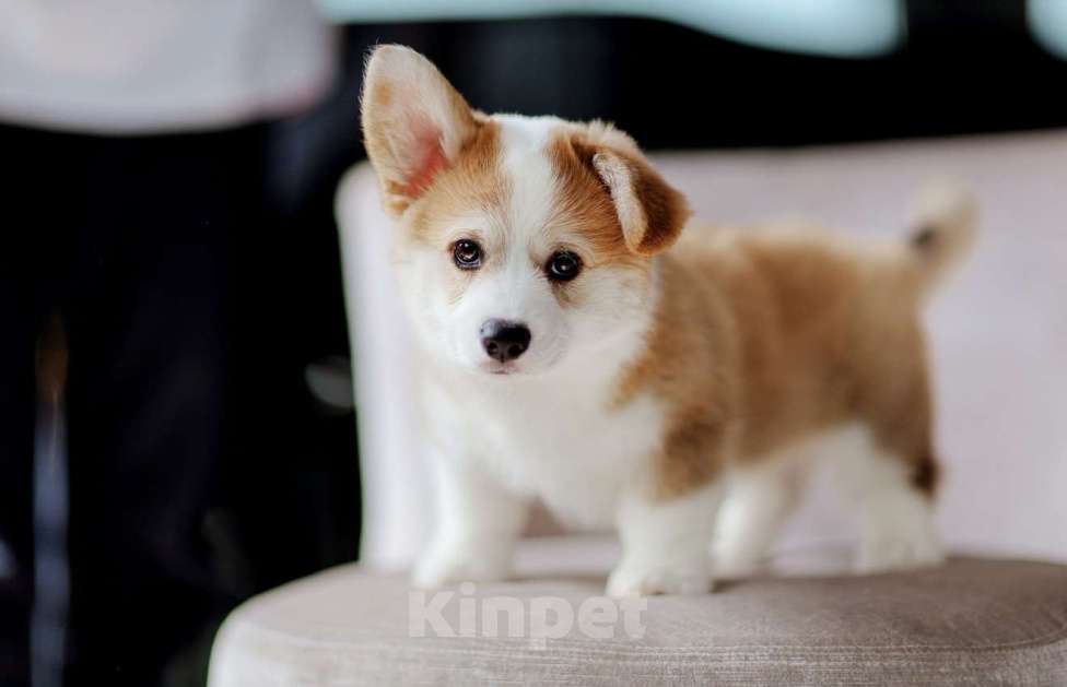 Собаки в Москве: вельш корги пемброк щенок Мальчик, 80 000 руб. - фото 5