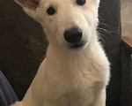 Собаки в Симферополе: Продам щенков белой швейцарской овчарки Девочка, 25 000 руб. - фото 1