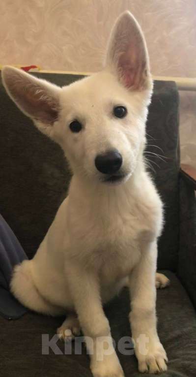 Собаки в Симферополе: Продам щенков белой швейцарской овчарки Девочка, 25 000 руб. - фото 1