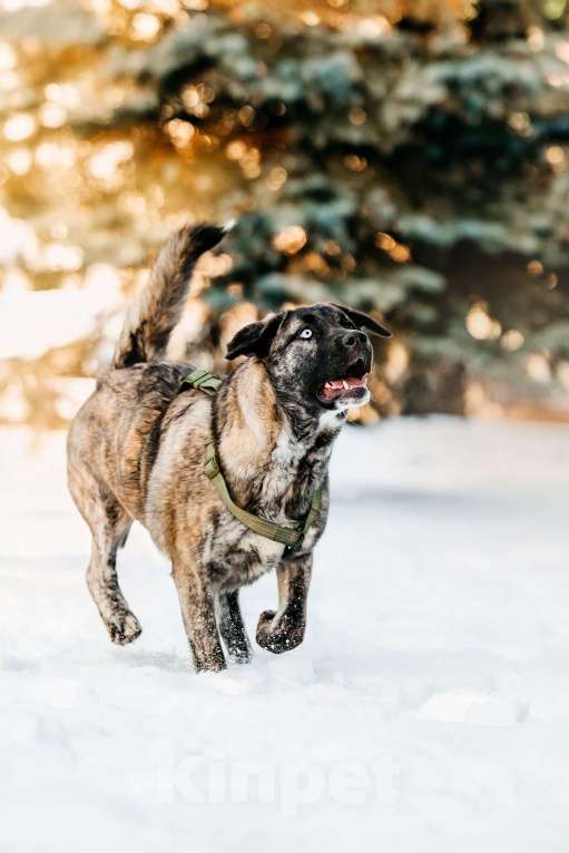 Собаки в Москве: Тигровая девочка в поисках дома Девочка, Бесплатно - фото 6