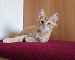Кошки в Владимире: Кот , мейн-кун , красный тигр Мальчик, 40 000 руб. - фото 4