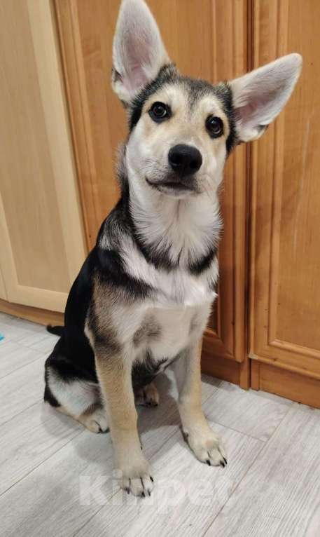 Собаки в Москве: Джокер в добрые руки Мальчик, Бесплатно - фото 6