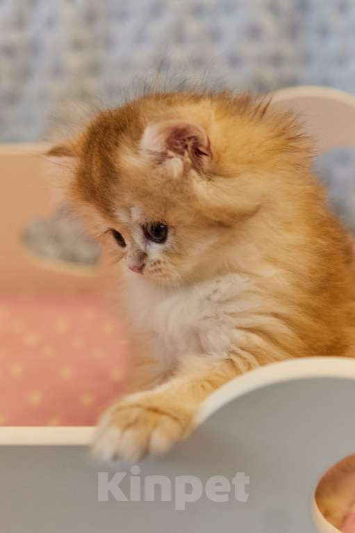 Кошки в Челябинске: Настоящая золотая шиншилла ny12 (ny11) Девочка, 80 000 руб. - фото 2