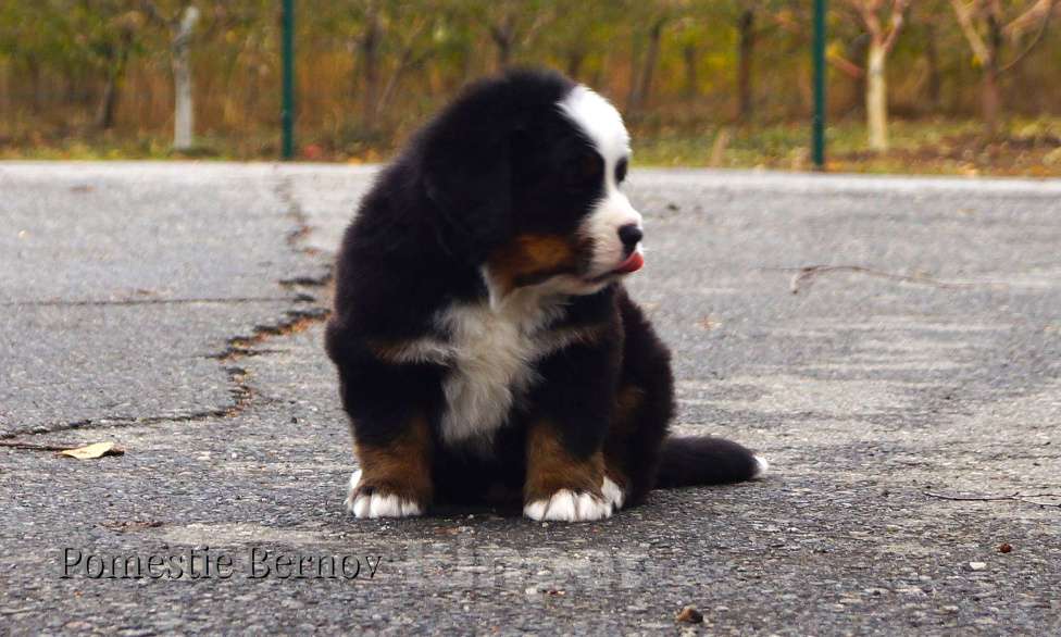 Собаки в Москве: Для тех кто ценит качество Мальчик, Бесплатно - фото 6