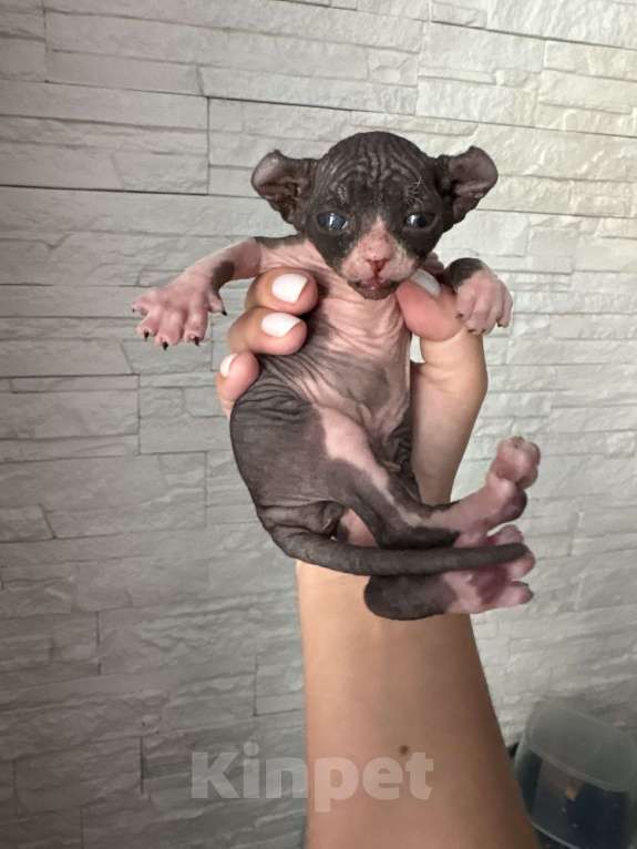 Кошки в Санкт-Петербурге: Эльф Мальчик, Бесплатно - фото 2