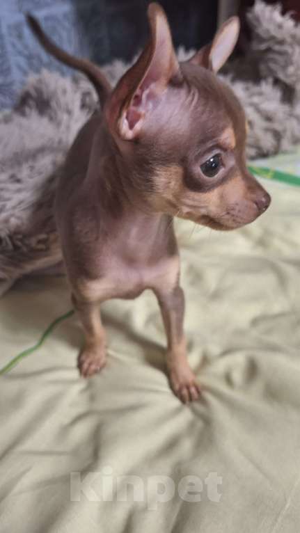 Собаки в Астрахани: Продам шоколадного мальчика той терьера  Мальчик, 10 000 руб. - фото 4