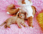 Кошки в Санкт-Петербурге: Рыжее солнышко котенок 1,5 мес.,девочка Девочка, 200 руб. - фото 3