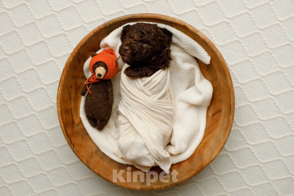 Собаки в Санкт-Петербурге: Испанская водяная собака Девочка, Бесплатно - фото 2