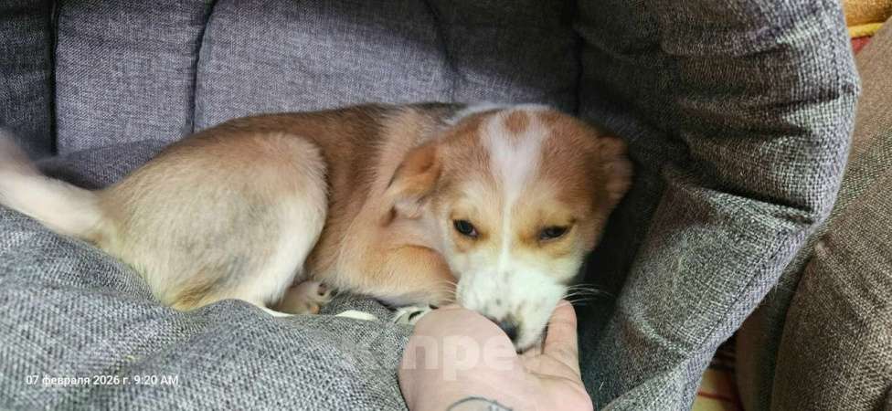 Собаки в Санкт-Петербурге: Три маленьких щеночка с короткими лапками Девочка, Бесплатно - фото 5