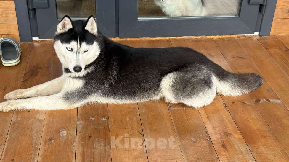 Собаки в других городах Московской области: Герда ищет дом Девочка, Бесплатно - фото 4