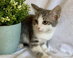 Кошки в Москве: Двухмесячный мальчуган-котенок Умка ищет дом Мальчик, Бесплатно - фото 3