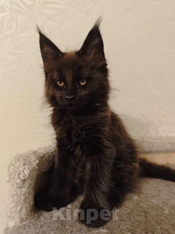 Кошки в Челябинске: Котята мейн-кун Мальчик, 40 000 руб. - фото 2