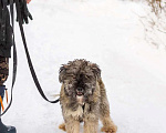 Собаки в Москве: Ласковый небольшой бородатик Нюша в добрые руки Девочка, 1 руб. - фото 2