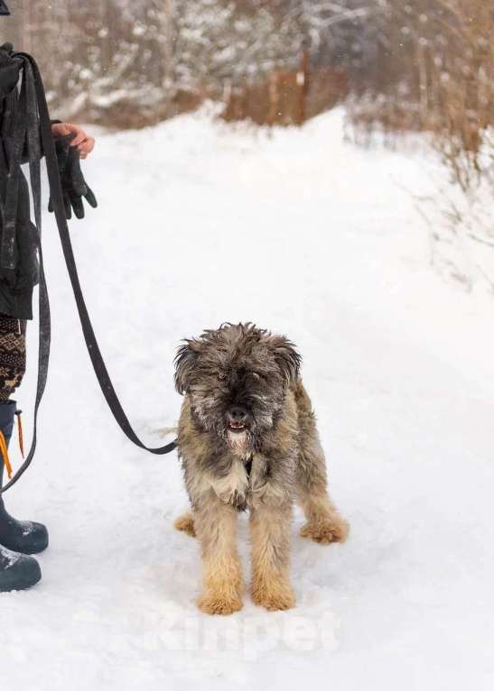 Собаки в Москве: Ласковый небольшой бородатик Нюша в добрые руки Девочка, 1 руб. - фото 2