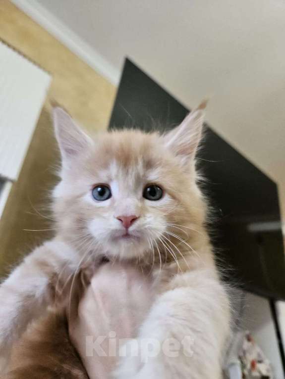 Кошки в Саратове: Мейн-кун мальчик  Мальчик, 45 000 руб. - фото 1