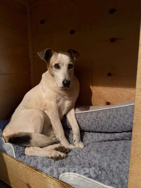 Собаки в Москве: Мотя ищет дом и заботливую семью! 🏡  Девочка, Бесплатно - фото 1