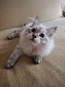 Котенок Крупный)