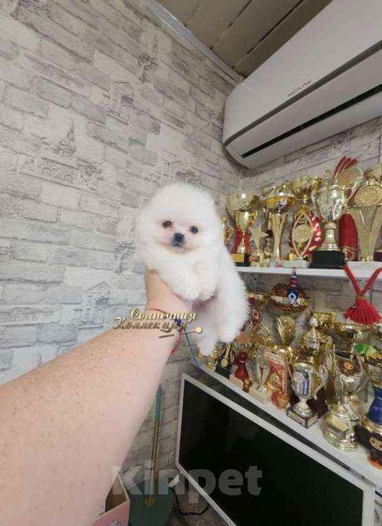 Собаки в Москве: Крошка на ладошку мальчик мини померанский шпиц Мальчик, Бесплатно - фото 1