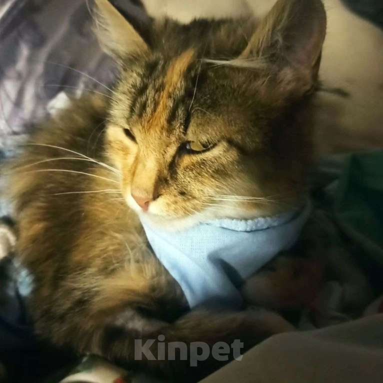 Кошки в Москве: Кошечку выкинули в лесу Девочка, Бесплатно - фото 2