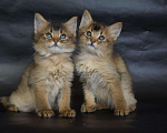 Кошки в Иркутске: котята лисята, 25 000 руб. - фото 1